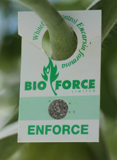 Enforce™ for Whitefly Control